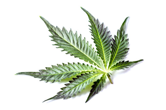 Green cannabis leaves isolated on white background.Cannabis is a standoff between a drug and a medicine.Medicinal indica with CBD. Growing medical marijuana.