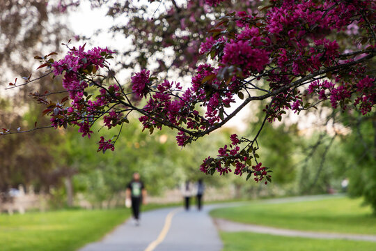 Park path with blooming pink crabapple tree branches and blurred people walking in background. Dominion Arboretum during spring in Ottawa, Canada