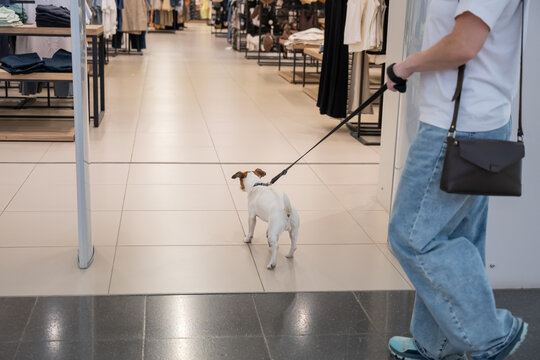 Caucasian woman in a shopping mall with a Jack Russell Terrier dog. 