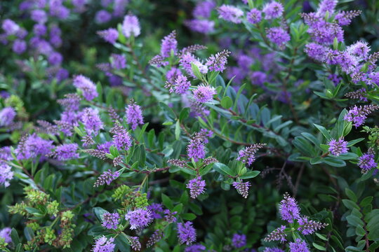 V&eacute;ronique arbustive Hebe aux fleurs violettes en floraison