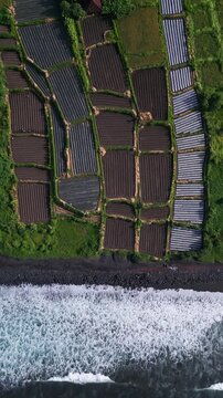 Aerial textured paddies and surf, close topdown view of mosaic plots, wet soil beds and planted rows, rhythmic shoreline foam, earthy tones and detailed field geometry,Bali,Indonesia,vertical video