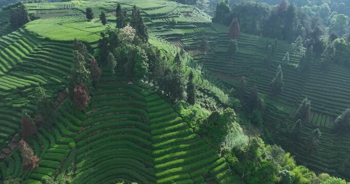 Aerial footage of beautiful tea crop terrace landscape in China