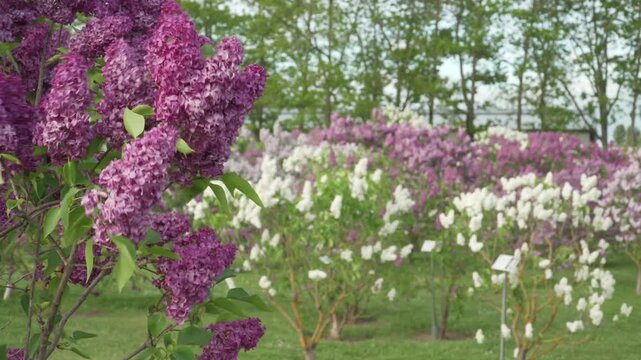Vibrant purple and white lilac blossoms flourish across the renowned Dobele Lilac Garden in Latvia, showcasing the beauty and fragrance of spring in Europe&rsquo;s largest lilac collection. 