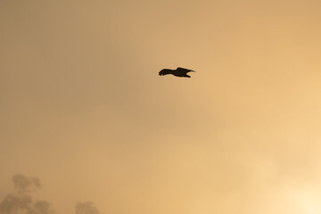 Fototapeta premium Birds flying, a wonderful silhouette of birds flying at a cold dawn in a Brazilian park, selective focus.