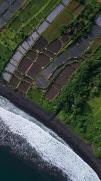 Aerial textured paddies and surf, close topdown view of mosaic plots, wet soil beds and planted rows, rhythmic shoreline foam, earthy tones and detailed field geometry,Bali,Indonesia,vertical video