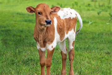 Longhorn Steer calf in midwest Michigan © Christine