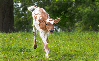 Longhorn Steer calf on the run © Christine