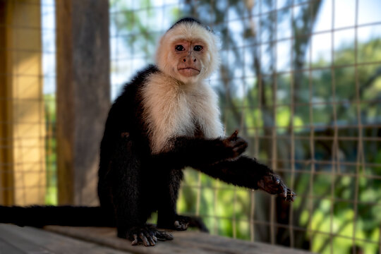 capuchin monkey 