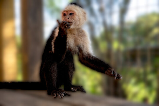 capuchin monkey 