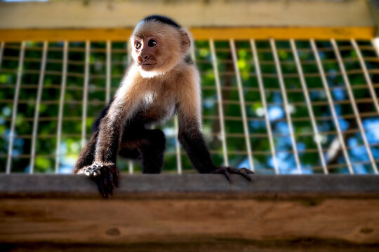 capuchin monkey 