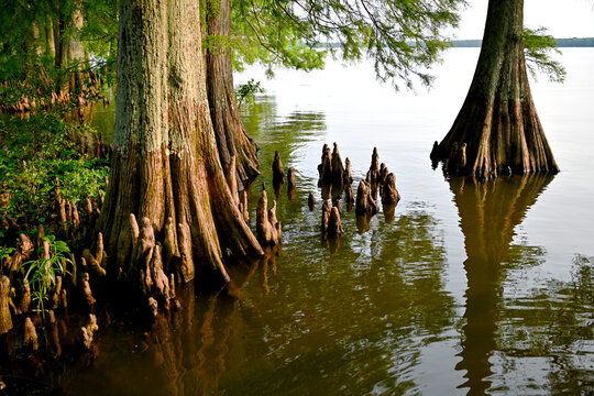 cypress trees at Reelfoot Lake