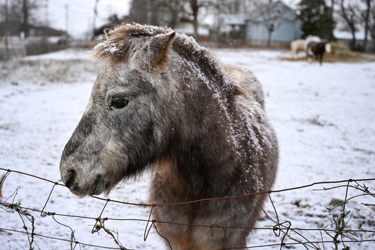 pony in the snow
