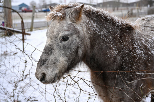 pony in the snow