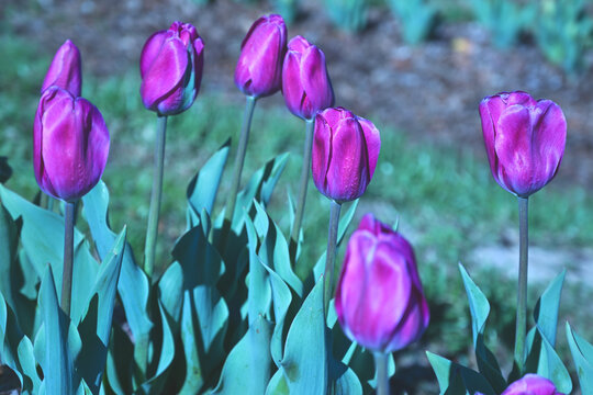 purple tulips in the garden