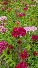 Obraz premium red pink and white plants Dianthus barbatus sweet William in summer garden bed 