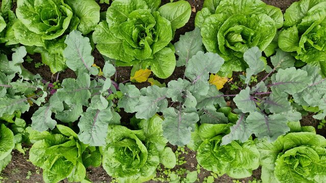 Vegetable bed with cabbage and lettuce in a garden, top view