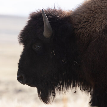 Close up photo of a backlit, shaggy American Bison with cockleburrs hanging from the thick fur below its jaw on Antelope Island Utah USA.