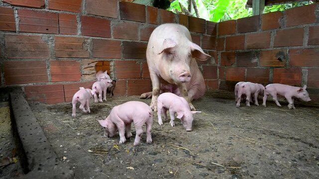 Mother sow resting with her newborn piglets in a rural brick pigsty while the piglets explore their environment and some of them squeezing through a hole in the wall