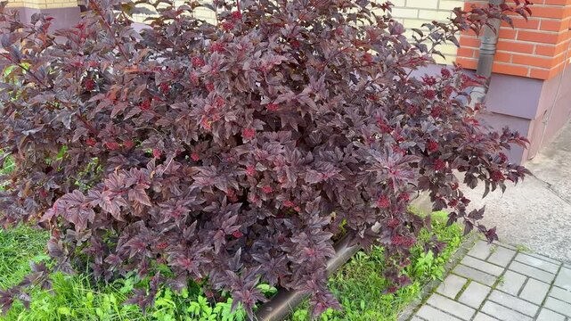 An average shot of an ornamental barberry shrub with dense maroon foliage planted in a flower bed next to a brick building. The reddish-purple foliage grows thickly