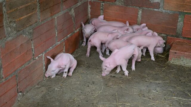 Adorable newborn piglets huddling together for warmth and comfort in a rustic brick sty on a traditional organic livestock farm, representing animal agriculture concepts