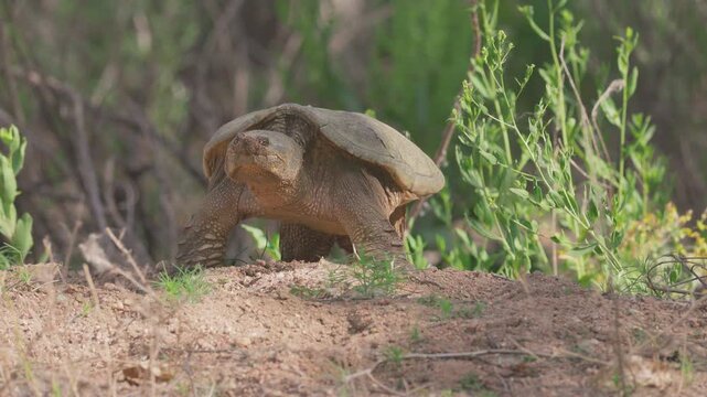 Common Snapping Turtle Digging Nest Along Riverbank in Colorado