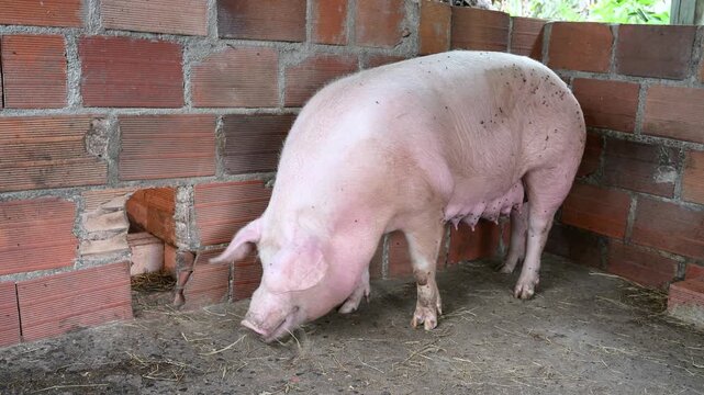 Mother sow eating in a farm pigsty while a curious newborn piglet emerges from a hole in the brick wall, representing new beginnings and maternal care in animal farming