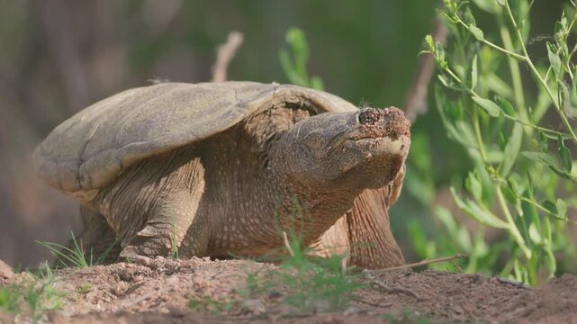 Common Snapping Turtle Digging Nest Along Riverbank in Colorado
