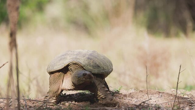 Common Snapping Turtle Digging Nest Along Riverbank in Colorado