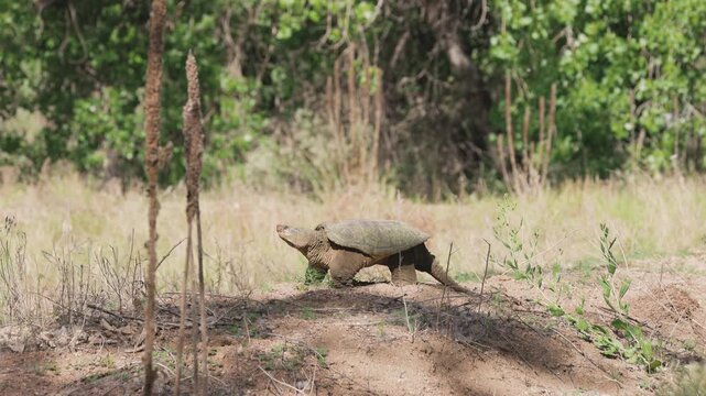 Common Snapping Turtle Digging Nest Along Riverbank in Colorado