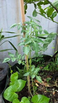 plants in a greenhouse