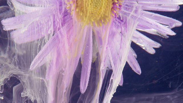 A delicate purple blossom fills the frame in a detailed macro view, showing translucent petals, a bright yellow center, and soft textures against a deep dark