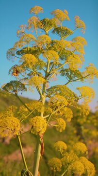 Ferula communis plant in Calabrian nature