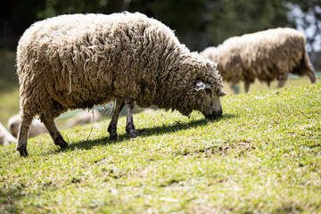Obraz premium Peaceful Sheep