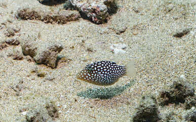 Fototapeta premium Spotted Boarfish (*Ostracion meleagris*) in Shallow Reef