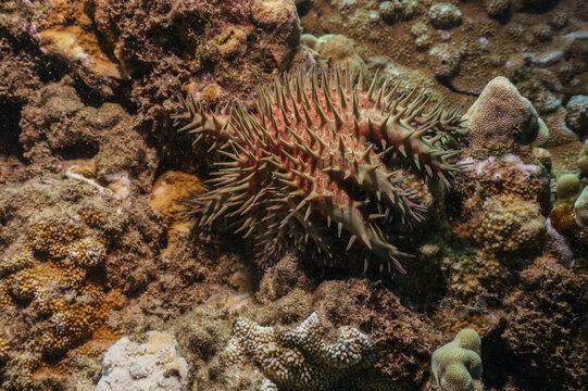 Spiny Sea Star on Coral Reef - Airport Beach