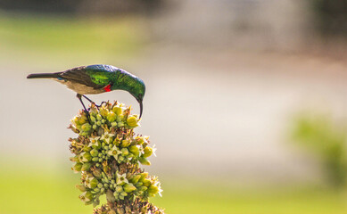 Tiny Sunbird © Barry