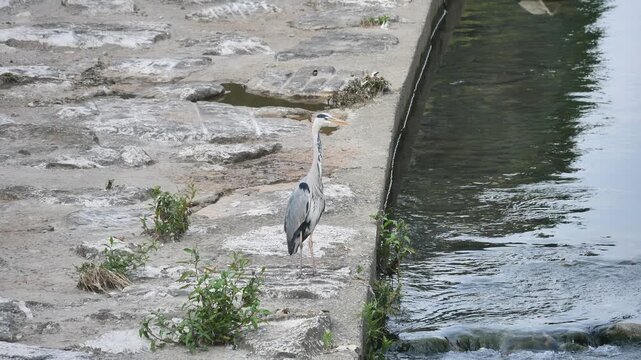 Heron posing along Morla river, Bergamo, Italy