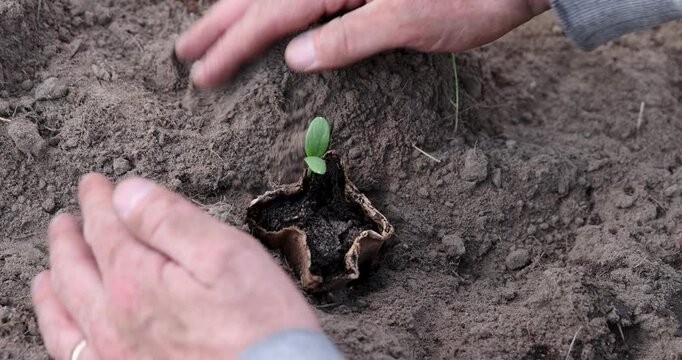 , A small green seedling in a dirty hole, an immature zucchini seedling is rooted in the middle of the damp soil in a suburban area