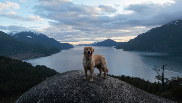 Dog stands on rock by the ocean in mountain landscape during sunset