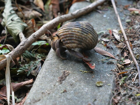 Large Land Hermit Crab (Coenobita brevimanus) Walking Through Coastal Forest in Miyakojima, Okinawa, Japan