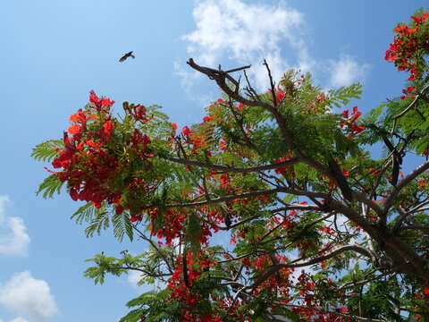 Scarlet Flowers of Deigo Tree (Erythrina variegata) Against Blue Sky in Naha, Okinawa, Japan