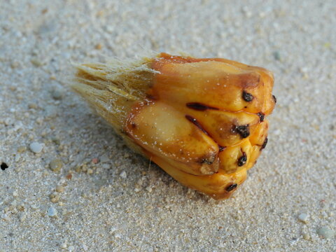 Fragment of Adan Fruit (Pandanus odorifer) on Sandy Beach in Miyakojima, Okinawa, Japan