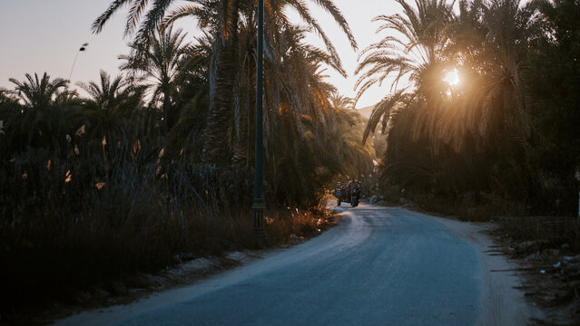 Sunset along the palm tree road in Egypt