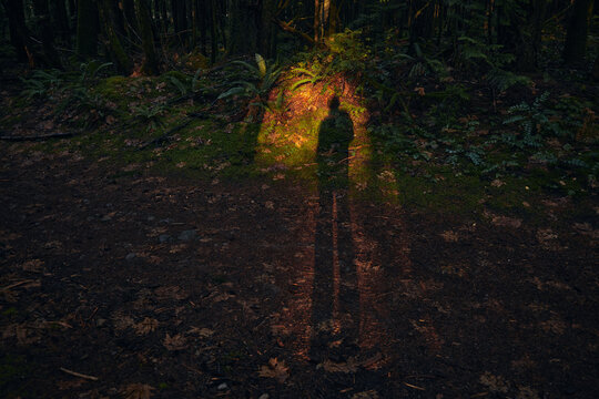 Person standing in a forest with shadows on the ground at night