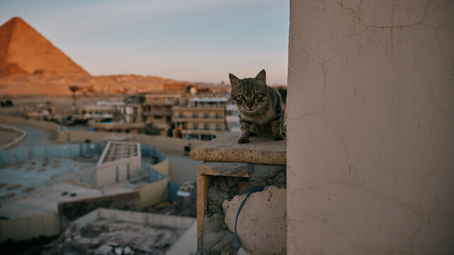 Cat sits on balcony with view of the pyramids in Egypt