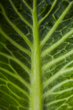 Macro of Green Leaf Texture with Veins