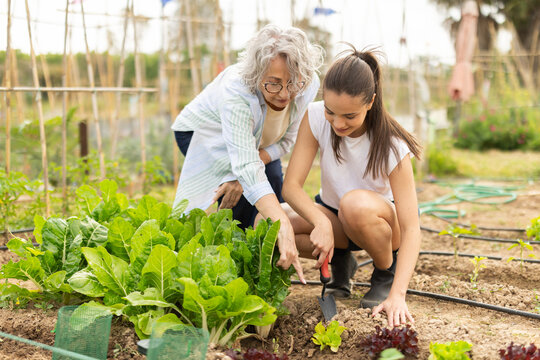 Grandmother works in the garden with her granddaughter, they weed the beds together with a garden shovel.