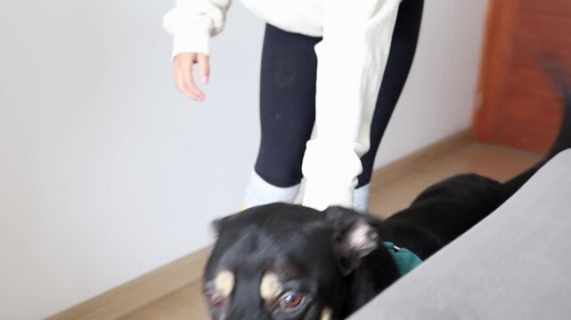 Teenager Girl Roller Skating Down Apartment Hallway With Dog