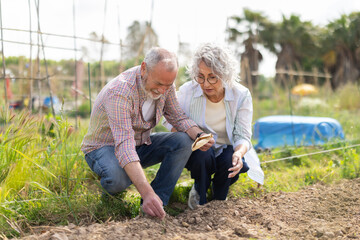 Fototapeta premium Elderly married works on their farm, they plant vegetable seeds together. Farmers take care of planting seeds to grow organic vegetables