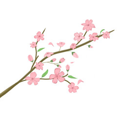 Fototapeta premium Sakura blossom branch